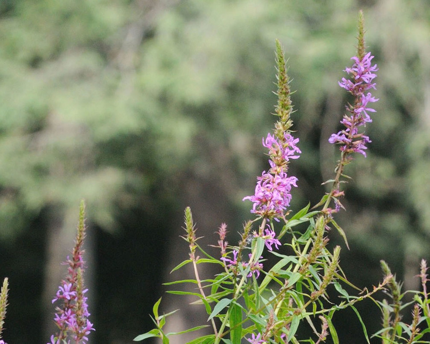 This is a flowering purple loosestrife plant showing the flower or inflorescence. If you cut or pull them by the roots when flowering, burn the plants, or dispose of them in the trash to prevent the spread of seeds.